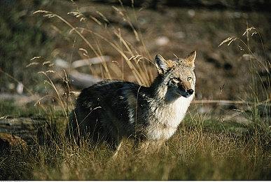 《星球大战绝地：幸存者》很可能在2023年3月发售